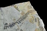 Fossil Fern (Neuropteris & Macroneuropteris) Plate - Kentucky #137733-2